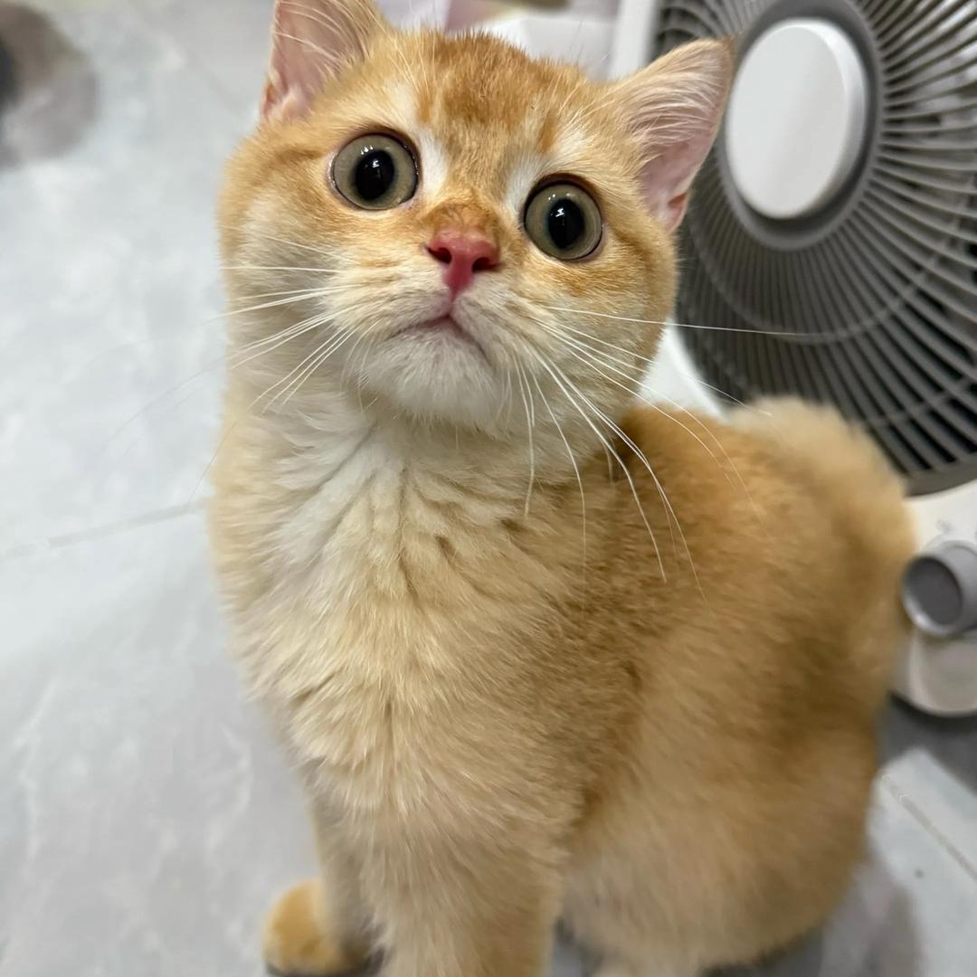 猫脑袋