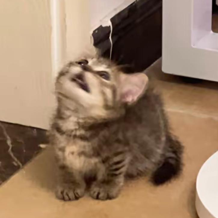 洄关领内幕一玛