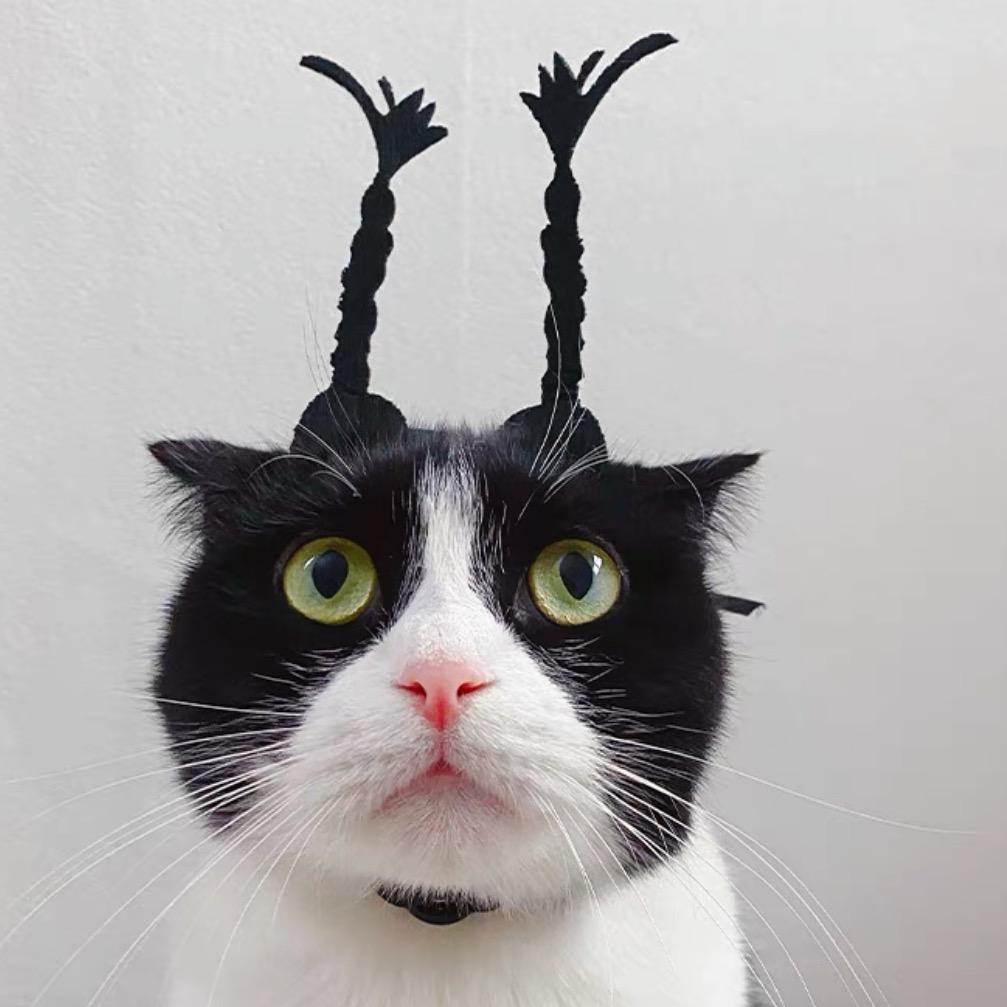 奶牛猫缪大宝