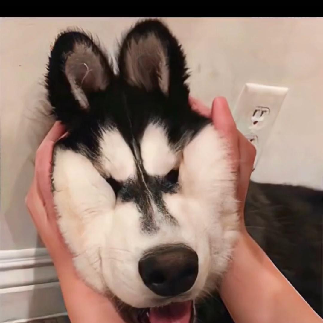 小题弟弟