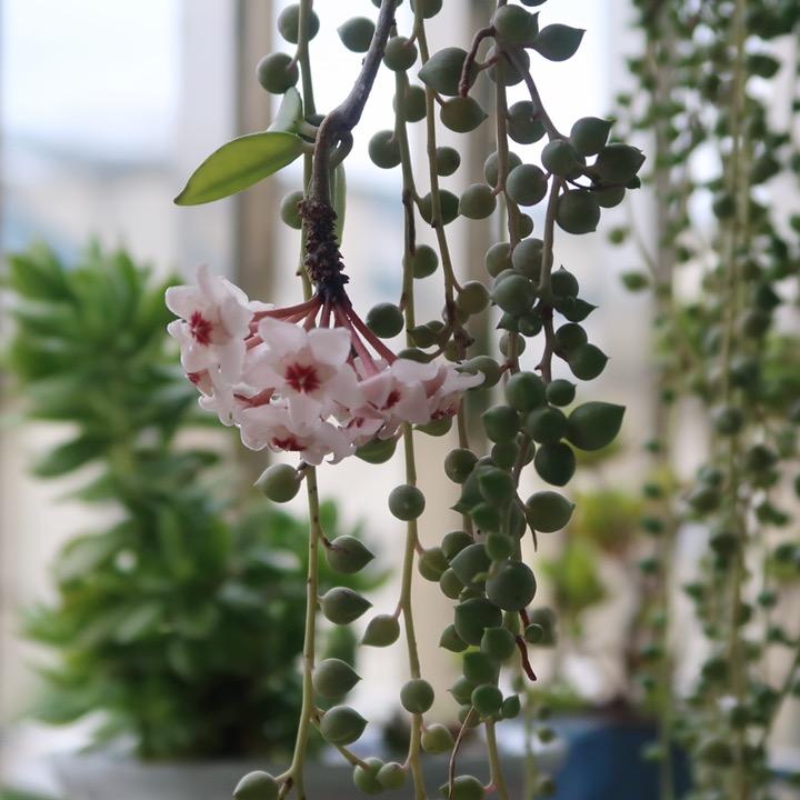 阿芳