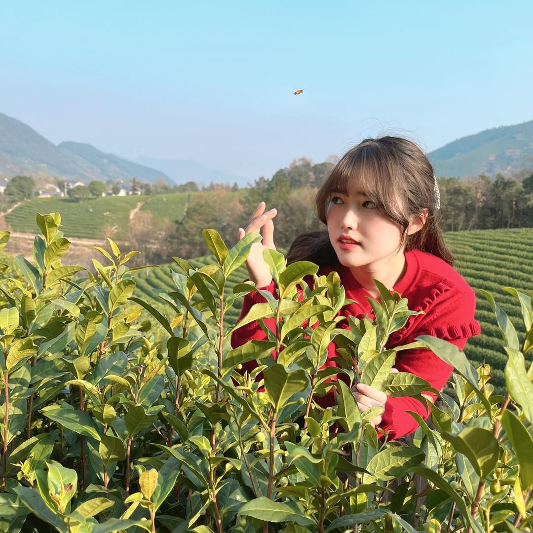 安吉沁芽茶业