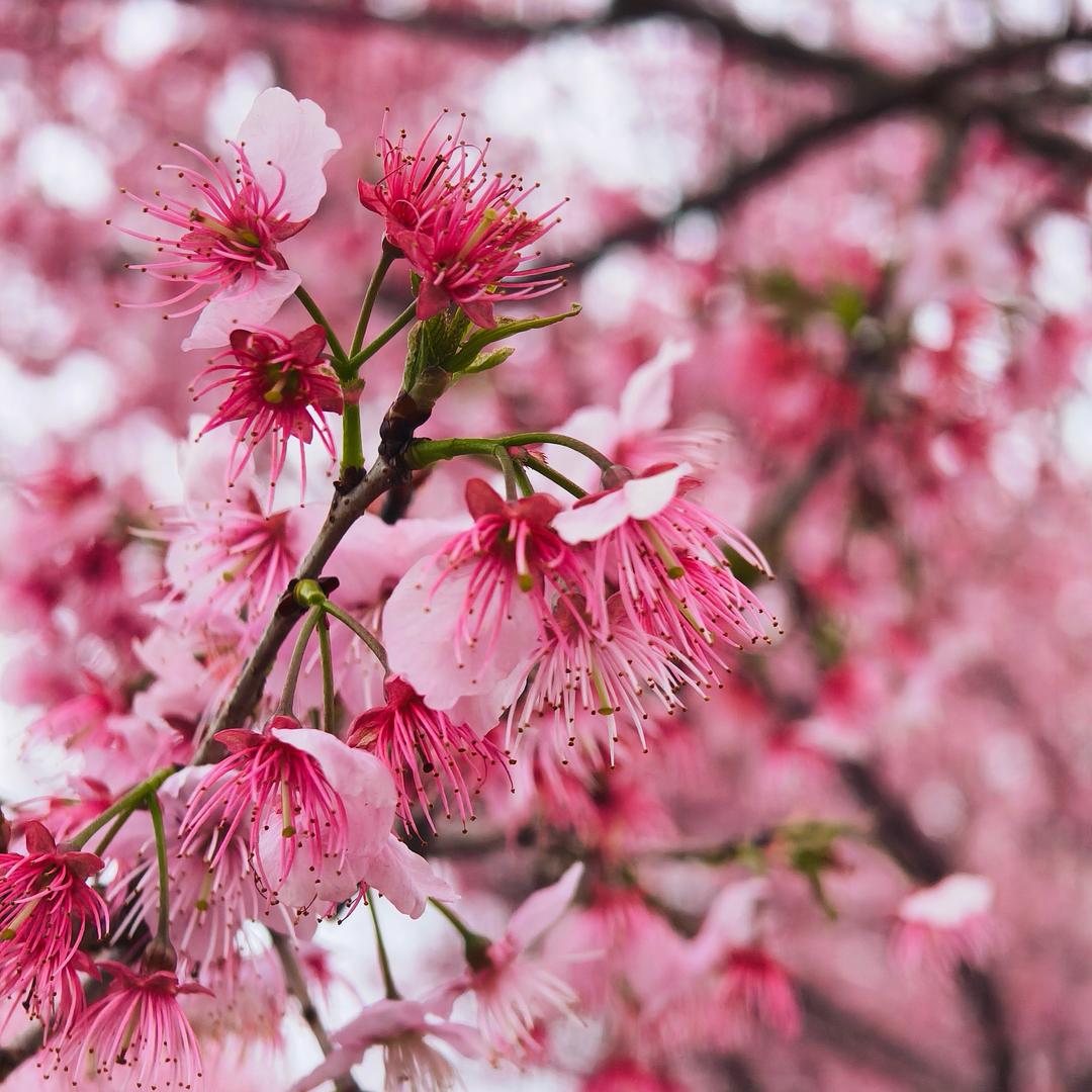 解忧花圃