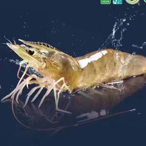 鱼虾大侠的头像