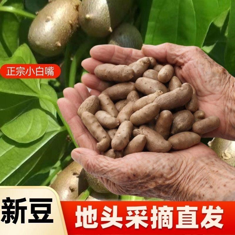 河北山药豆产地直发