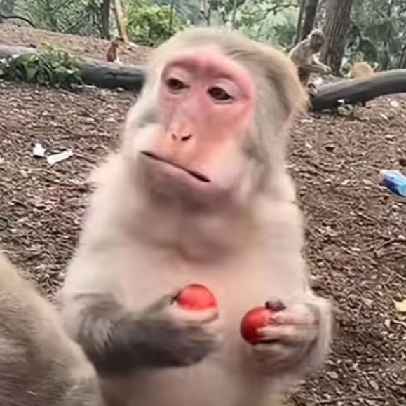 青禾带你玩（薅羊毛版）