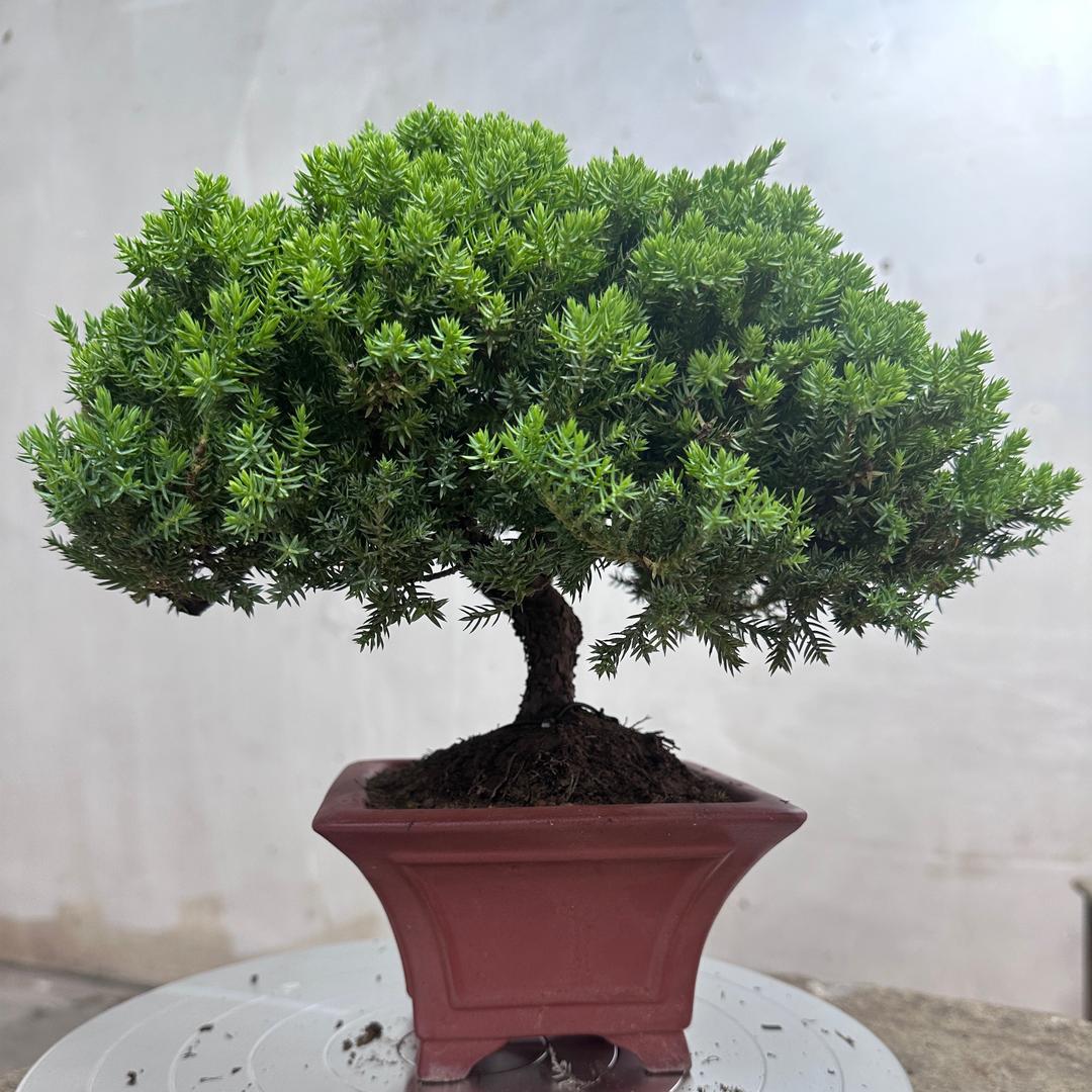 芳菲盆景