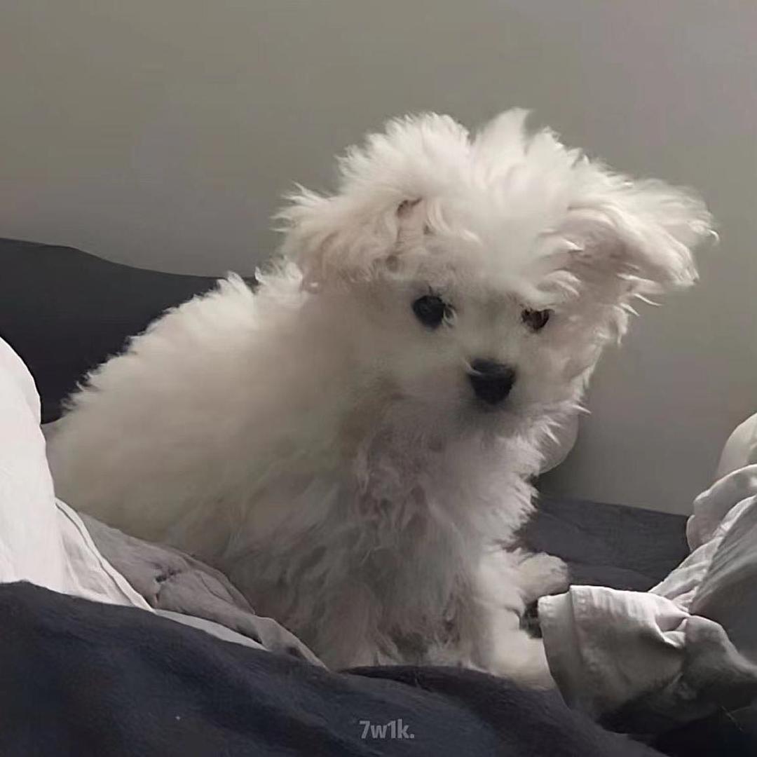 手摇小迪头像