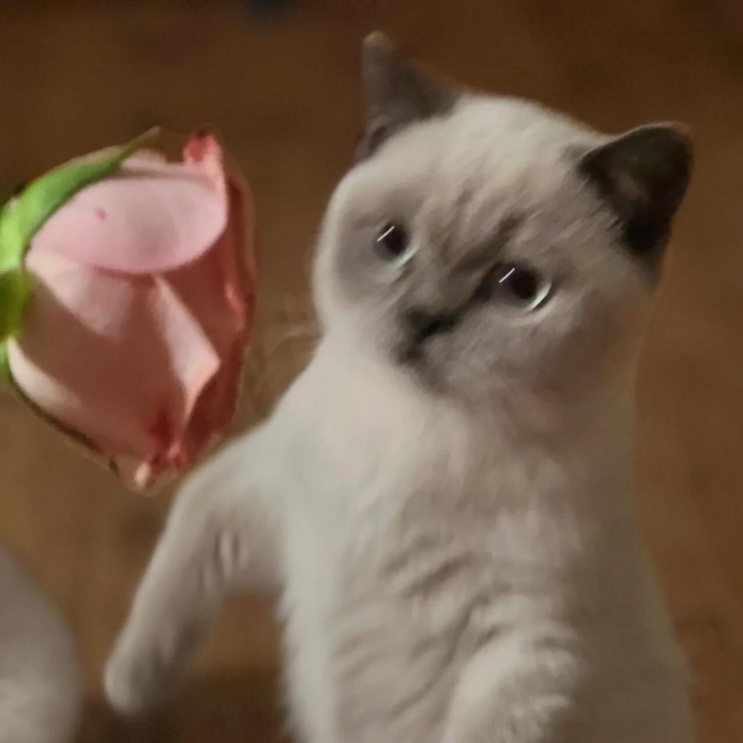 武仁月饼🐶都不吃