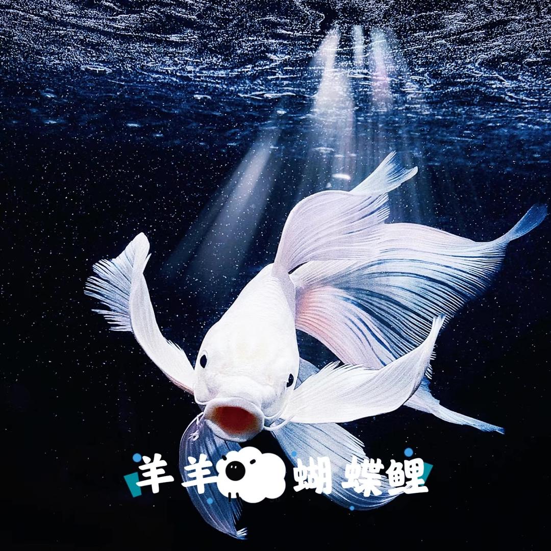 羊羊蝴蝶鲤