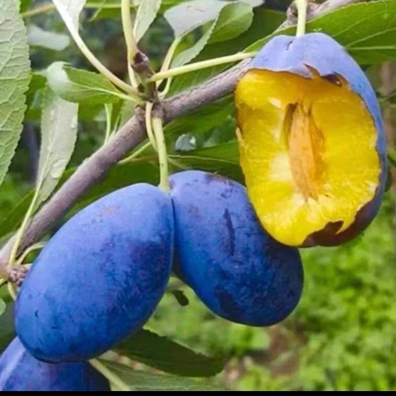 万等有本果树苗木专卖店