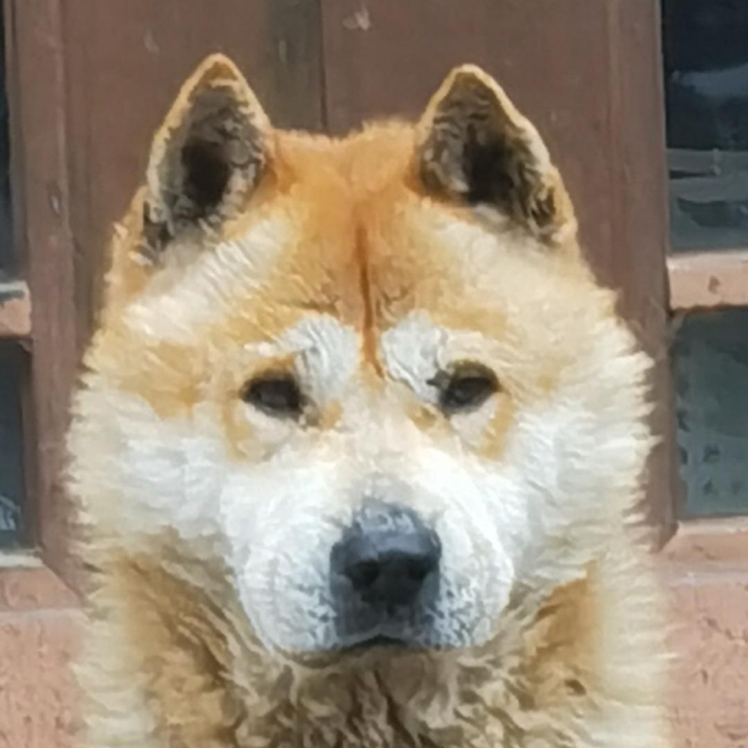 ㅤ崛起中华田园犬