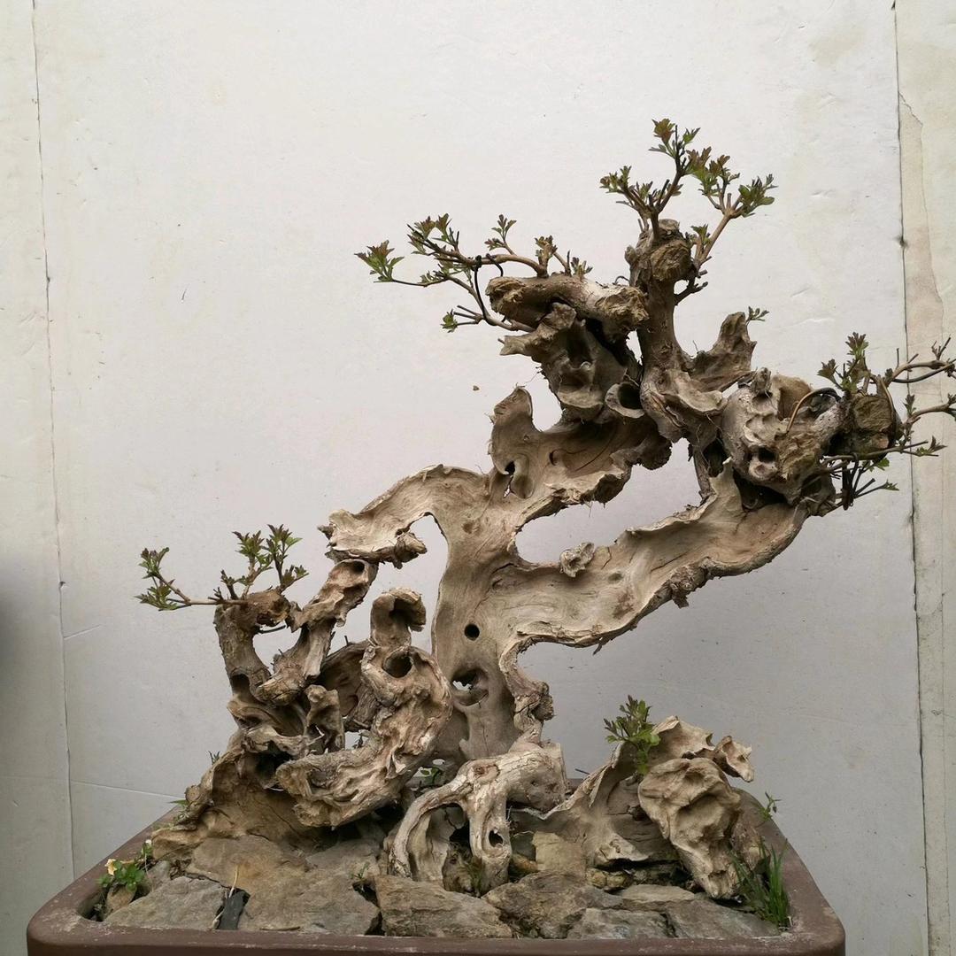 百山绿植馆
