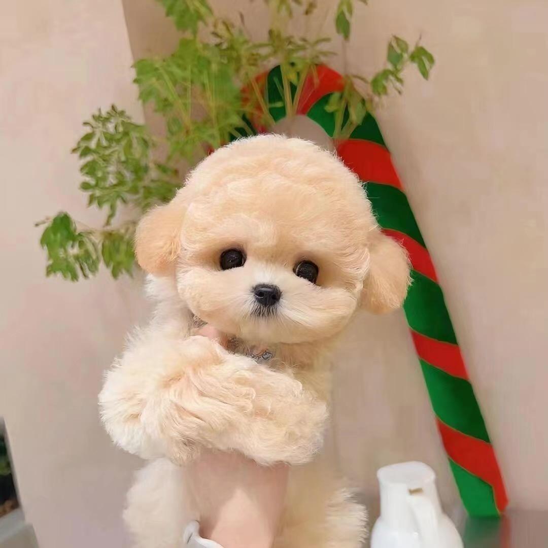 84090174441雁子宠物