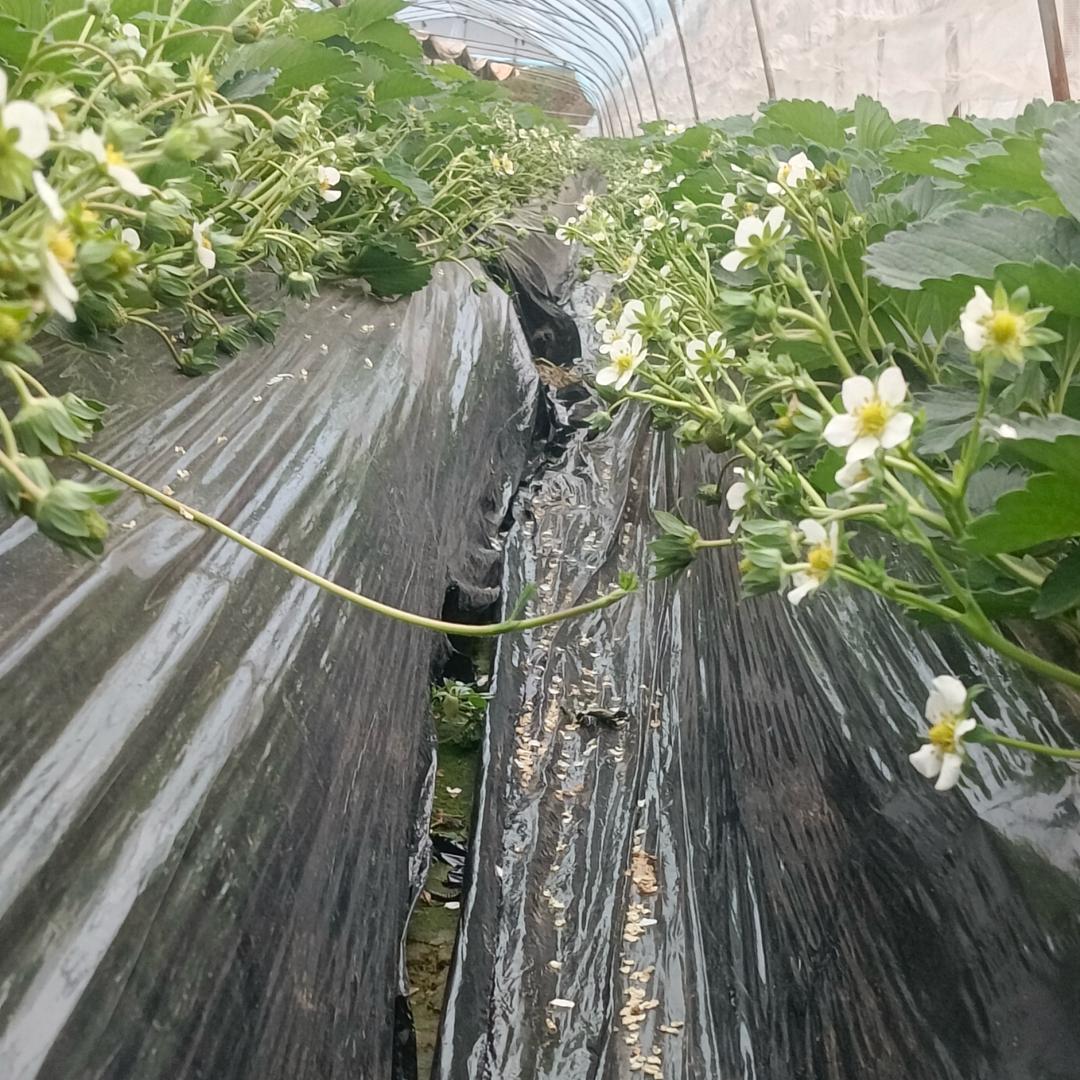 小彭草莓🍓