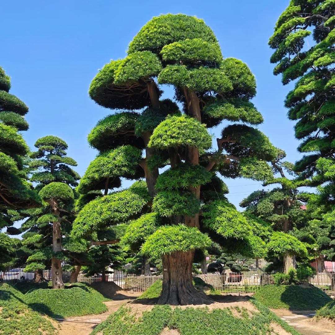 艺景苑