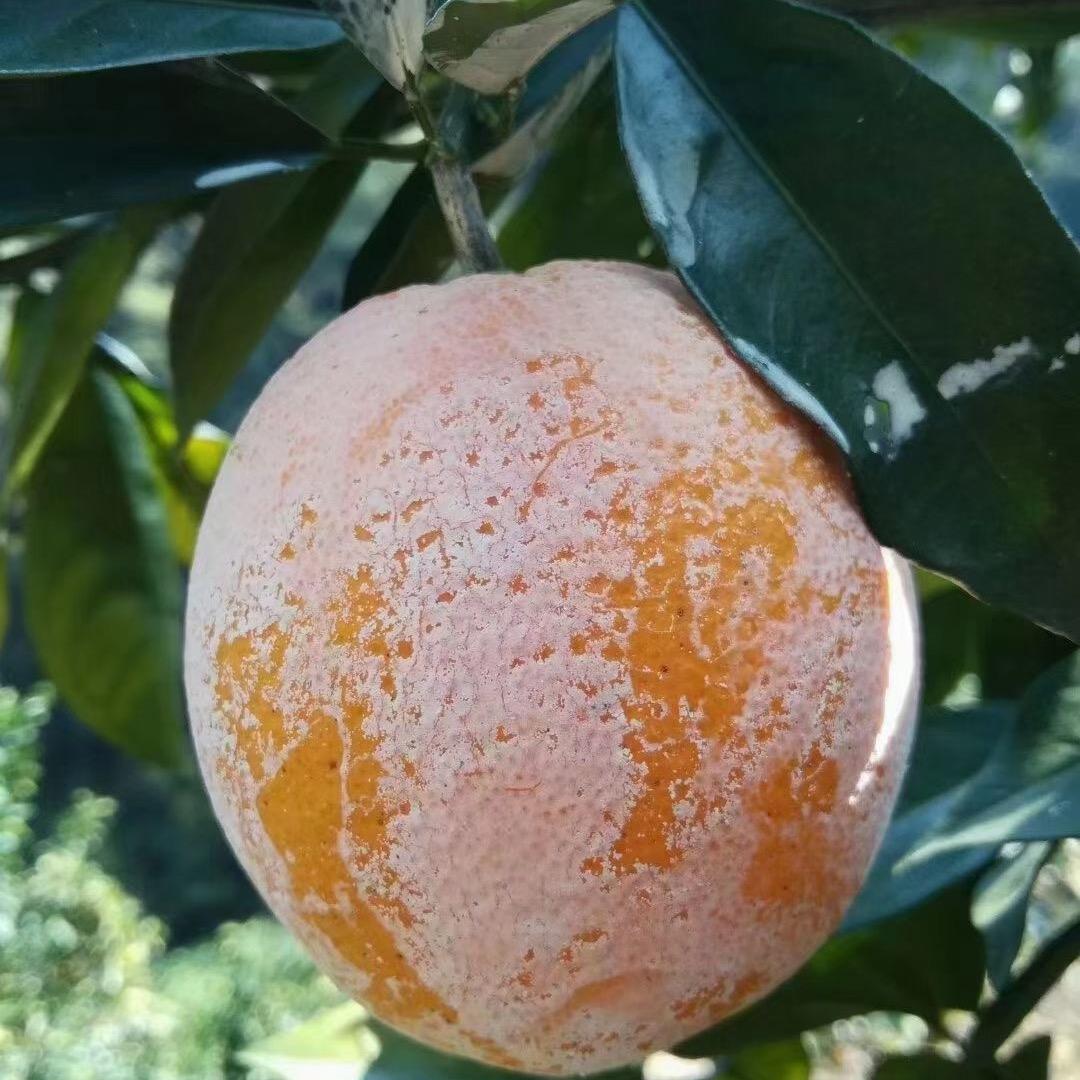 胖的盼盼面包😘