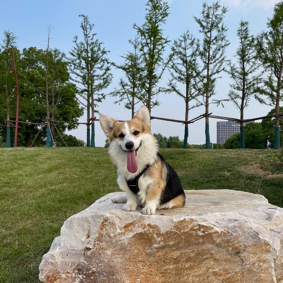 木叶宠物鲜食酒店