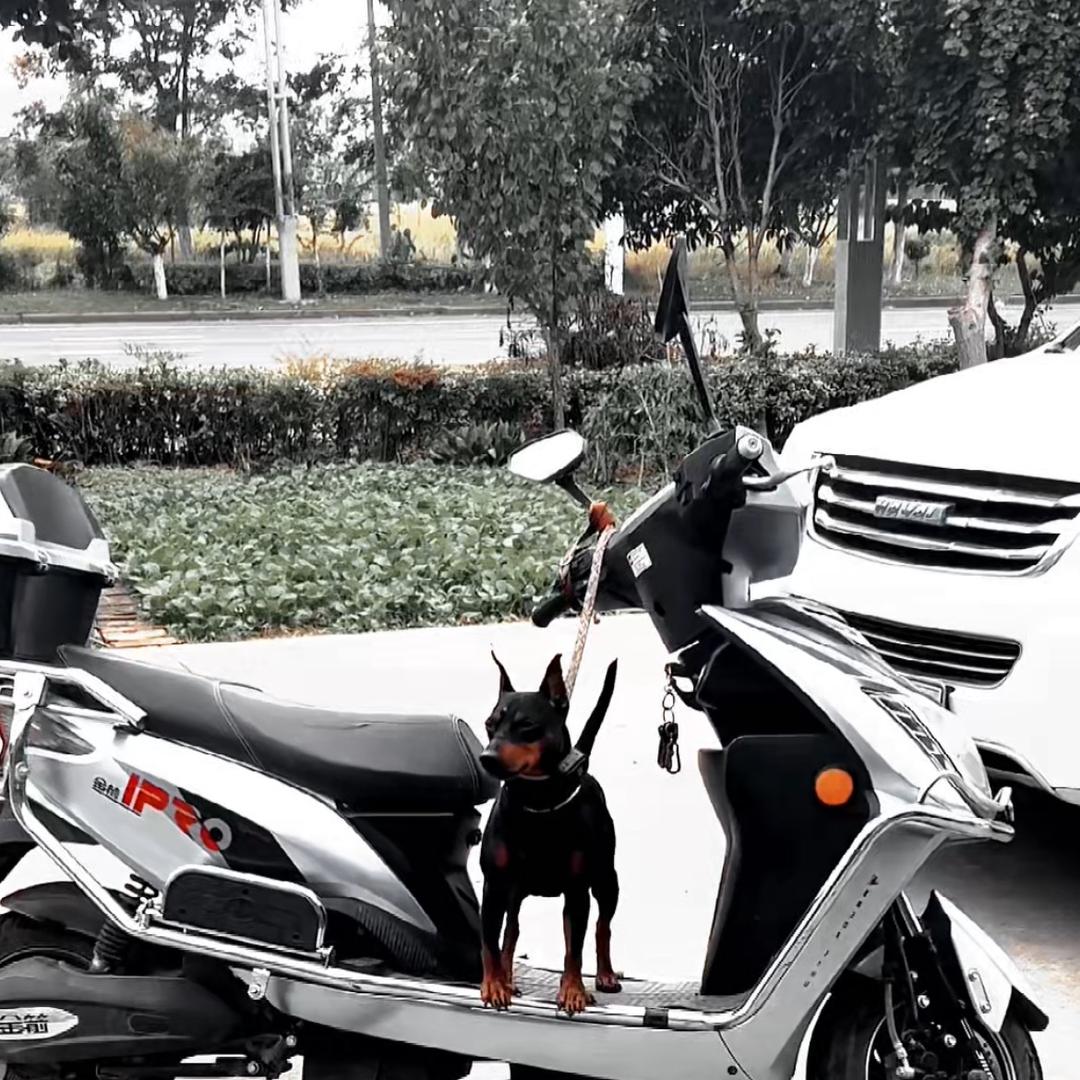 洋哥迷你宾莎犬
