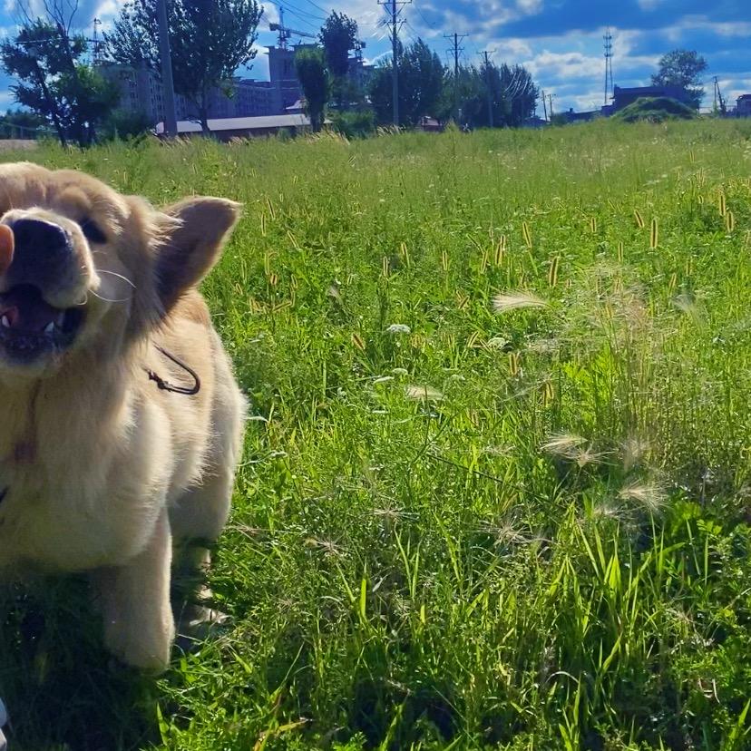 金毛是个小团团