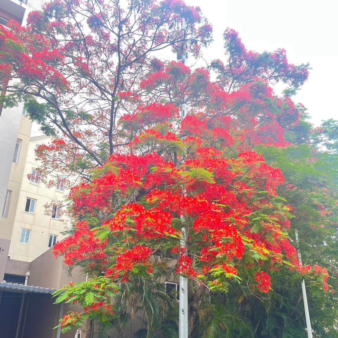 凤凰花美