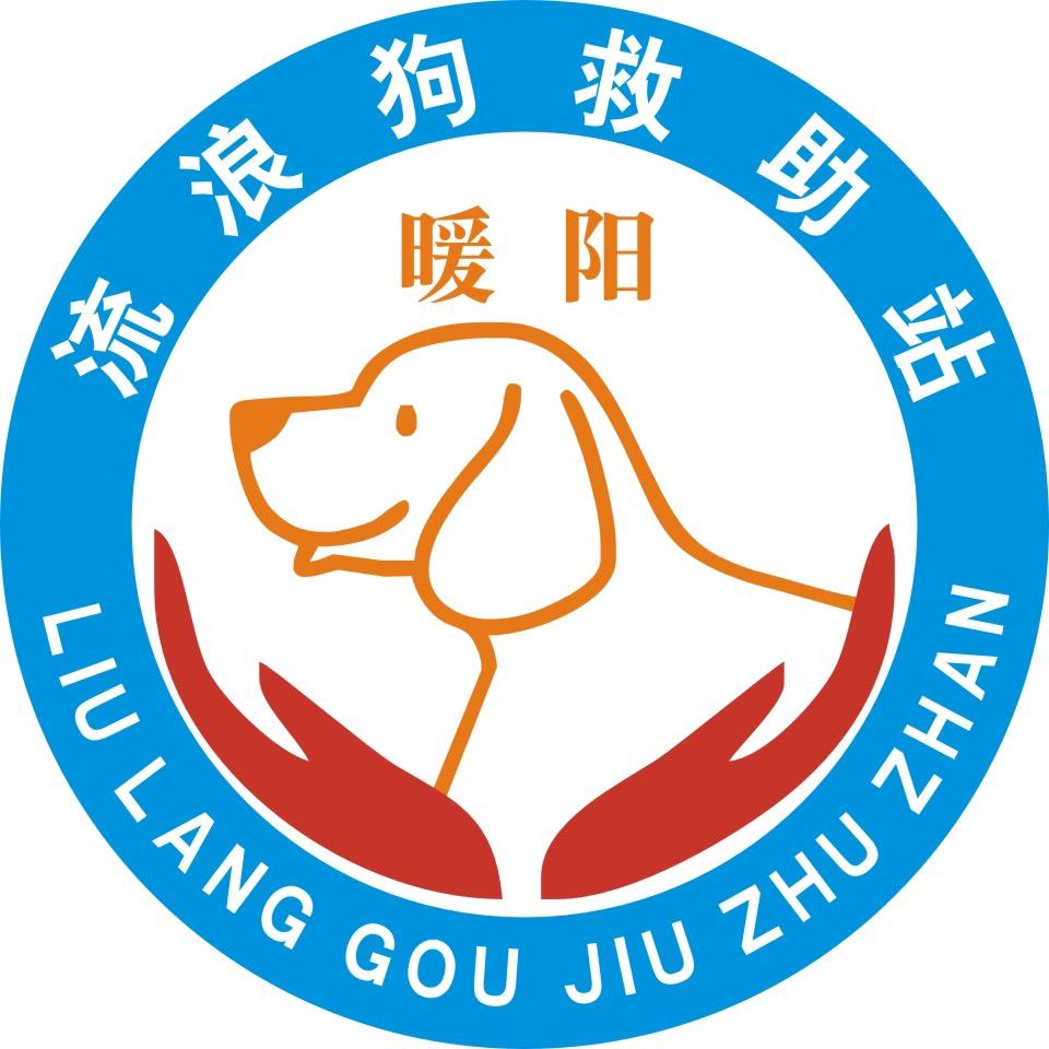 暖阳与流浪狗的故事
