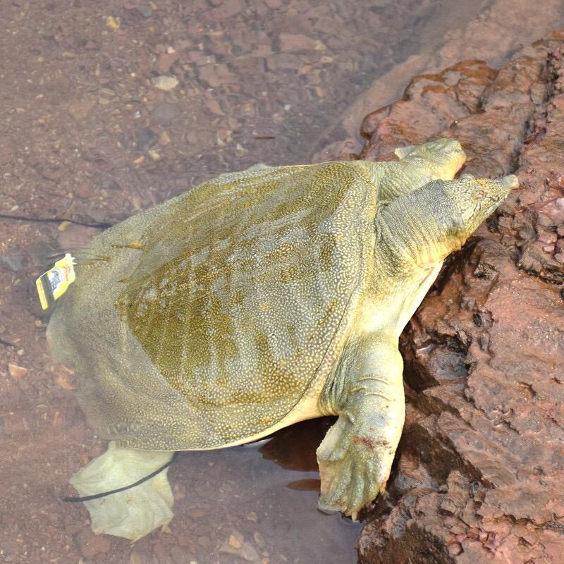 外塘甲鱼养殖户