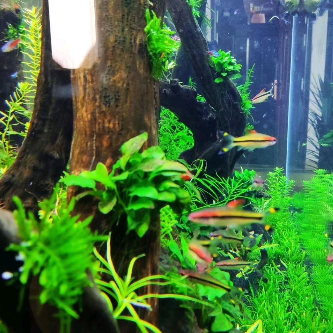 蒙阴墨清水族工作室