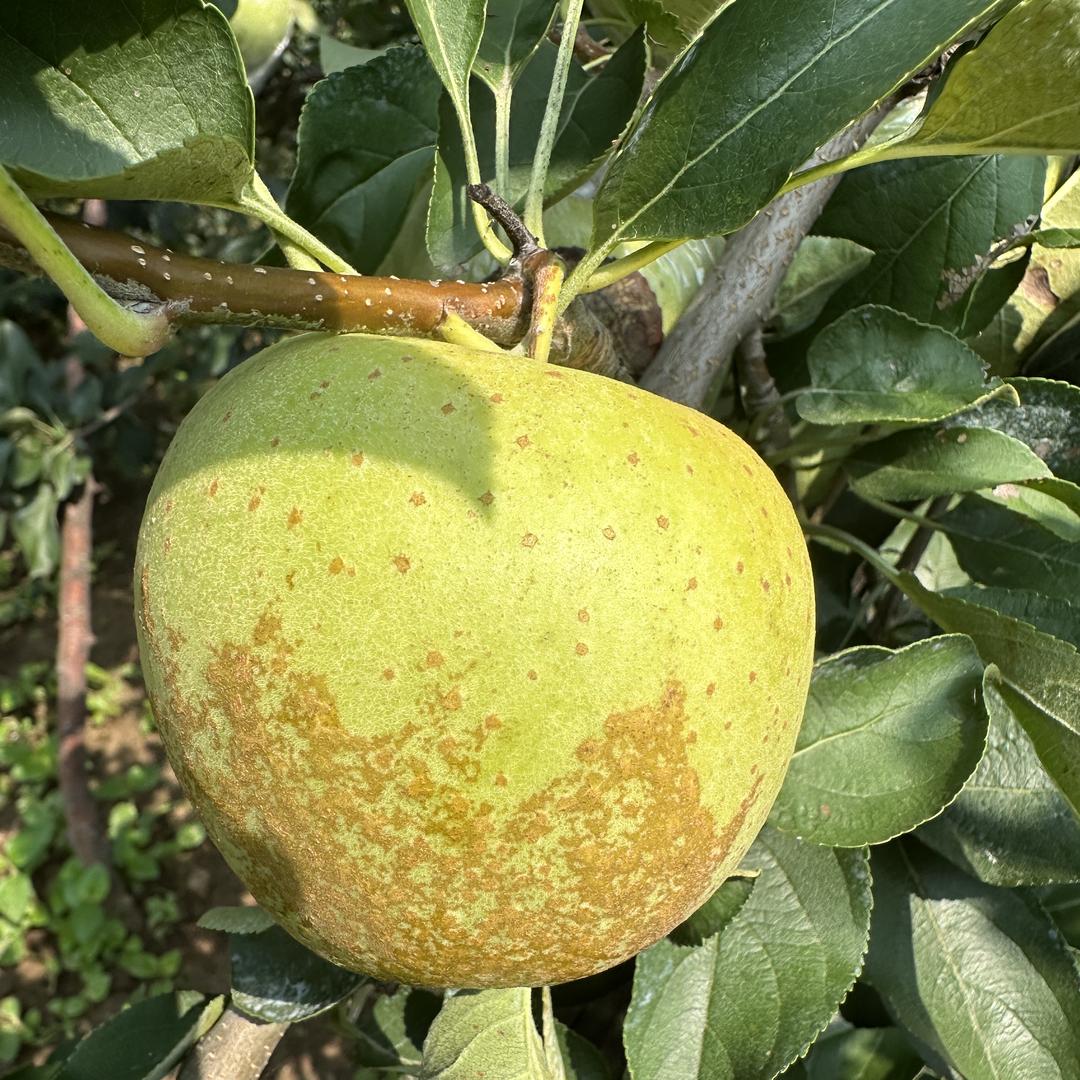 丰县高伯伯农产品