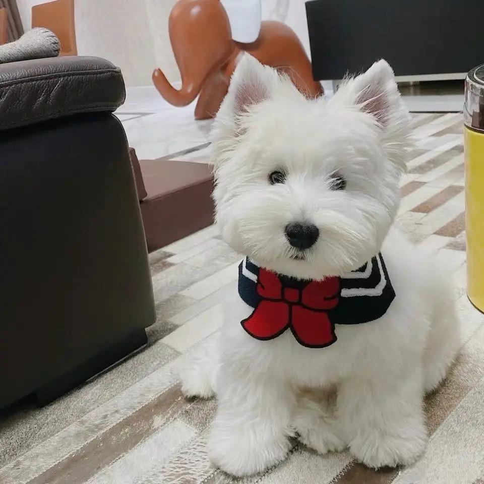 吉他摩托和狗子