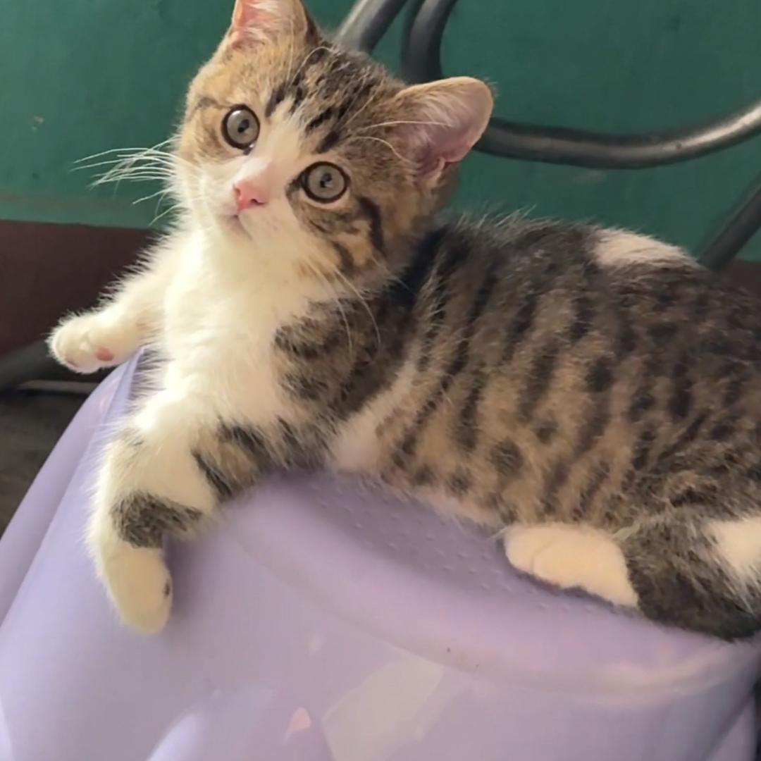 😺旺仔🐯