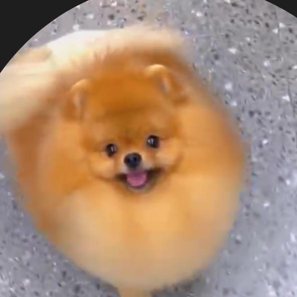 哇塞熊版博美比熊