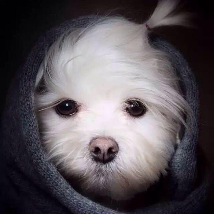 大姐你踩我爪子了