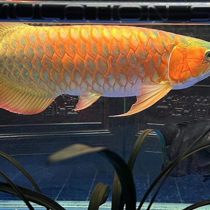 宛平和田玉直播号