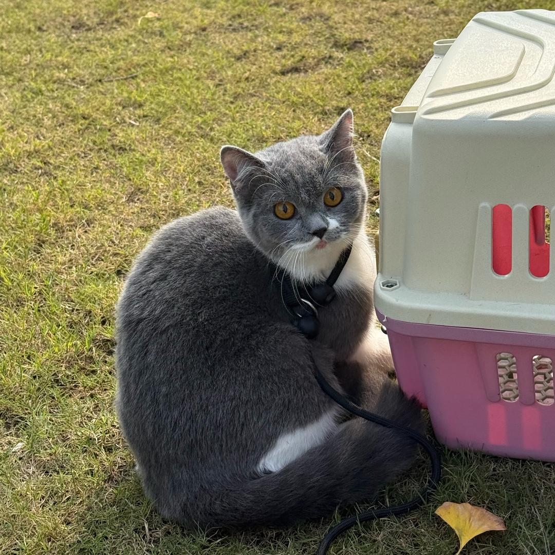 家有四只猫咪