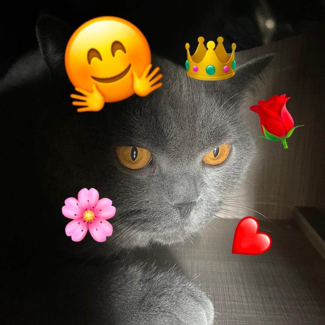 蓝猫设计师日记👆🤓