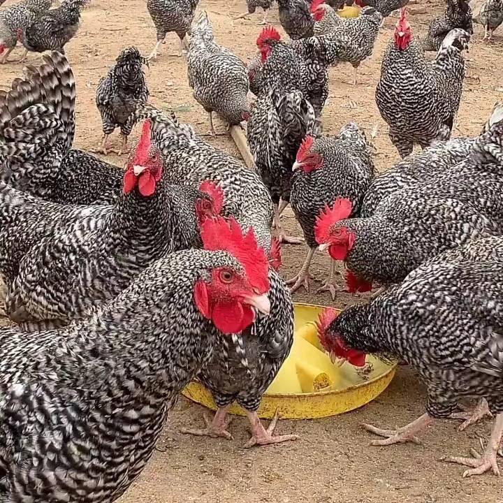 惠农业技术服务部