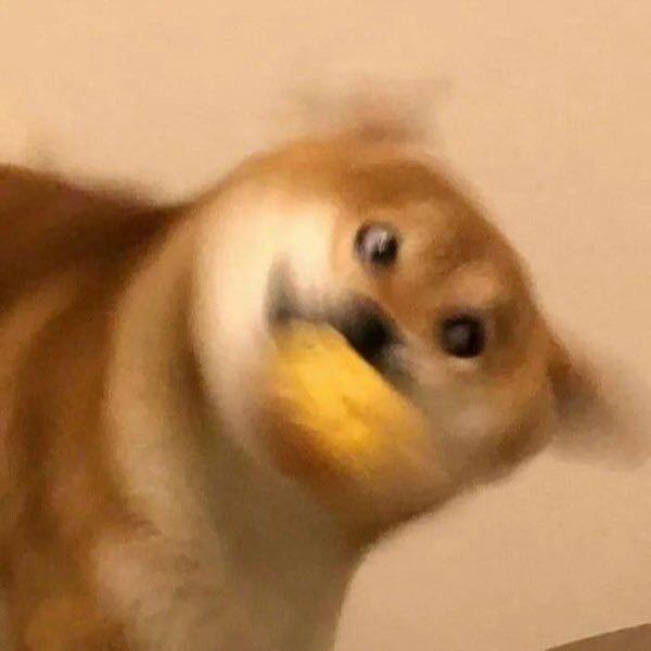 鹛