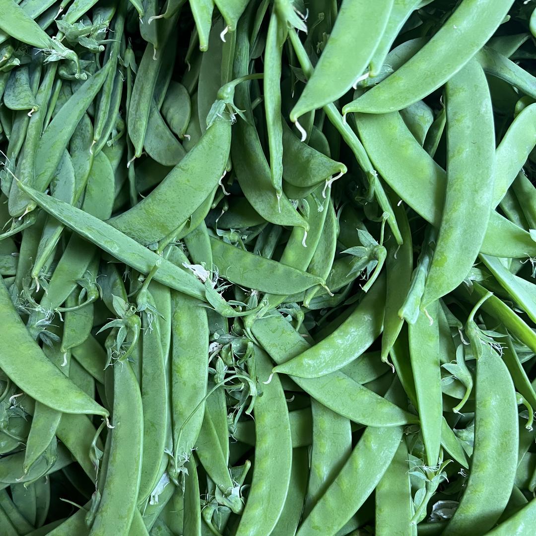 小明多肉植物果蔬优选