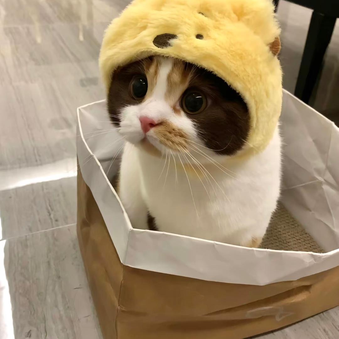 互联网大野猪