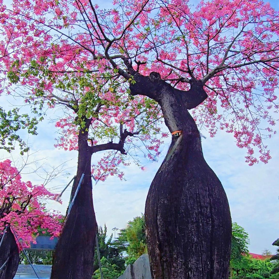 花木盛景铺