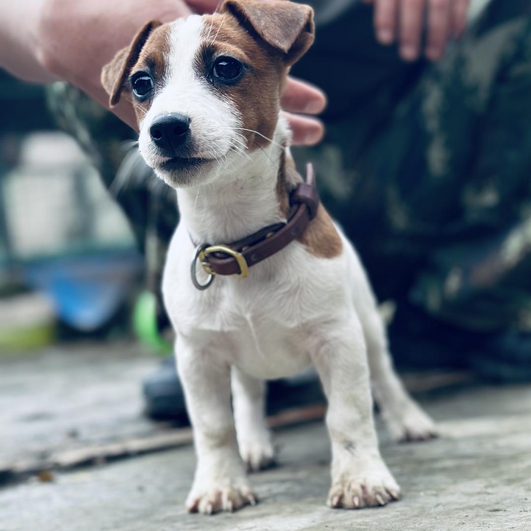 马班长犬舍（杰克罗素梗）