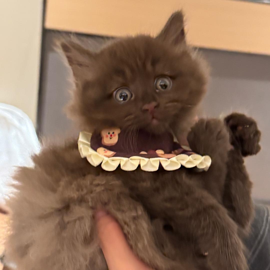 亿只喵