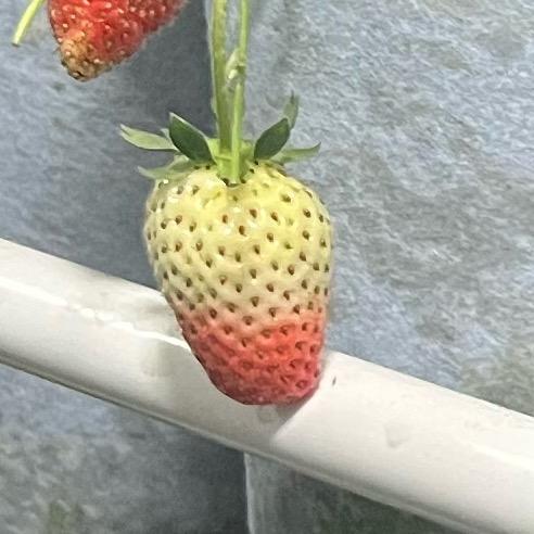小余爱种植