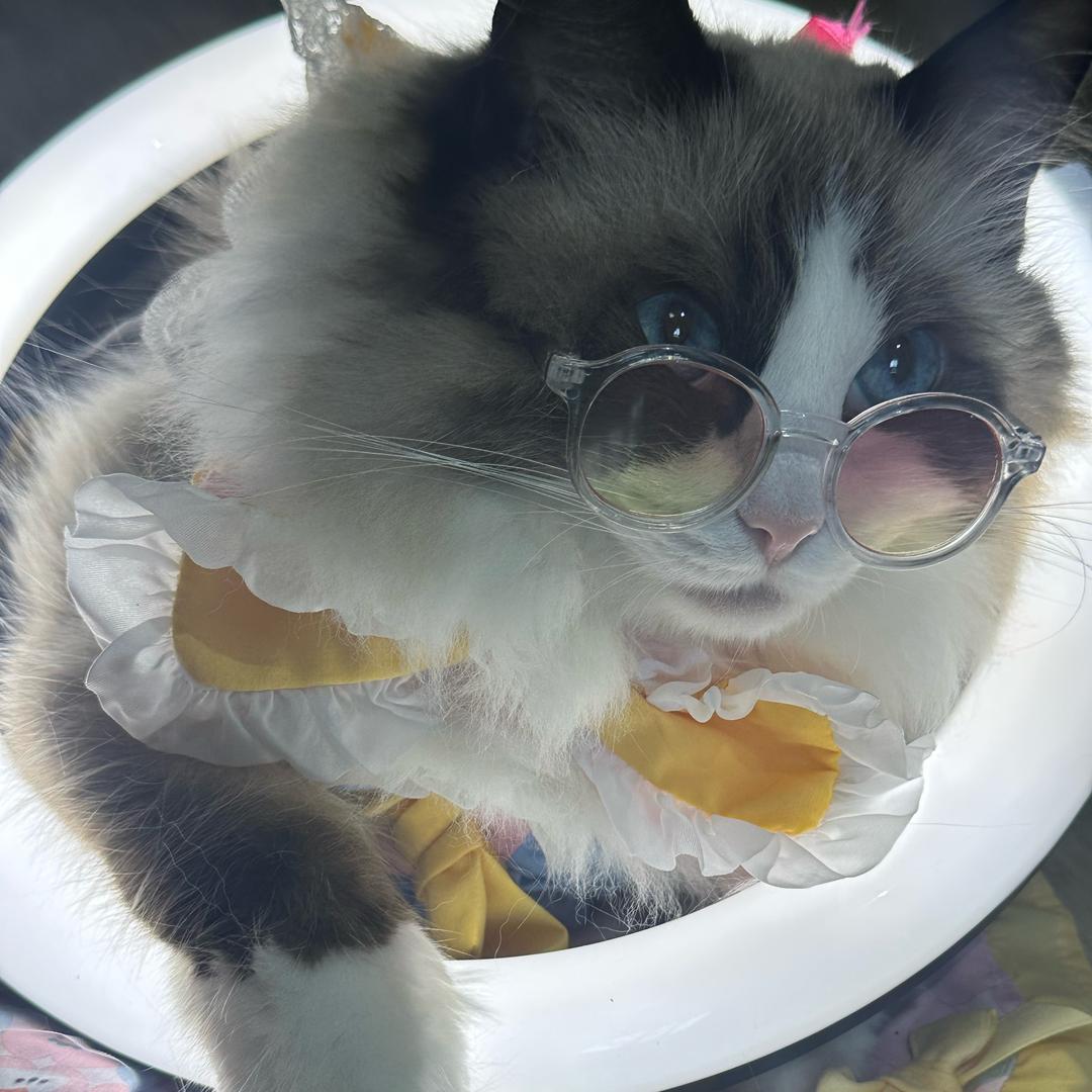 憨憨睡不醒