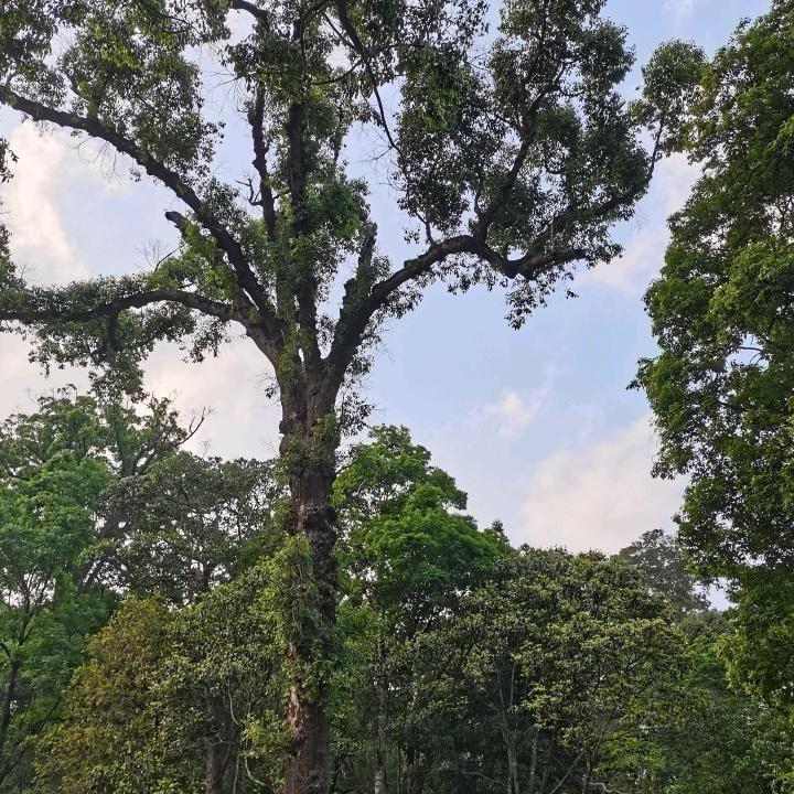 山货大方