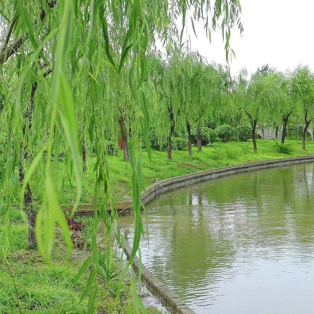 依妈在大马