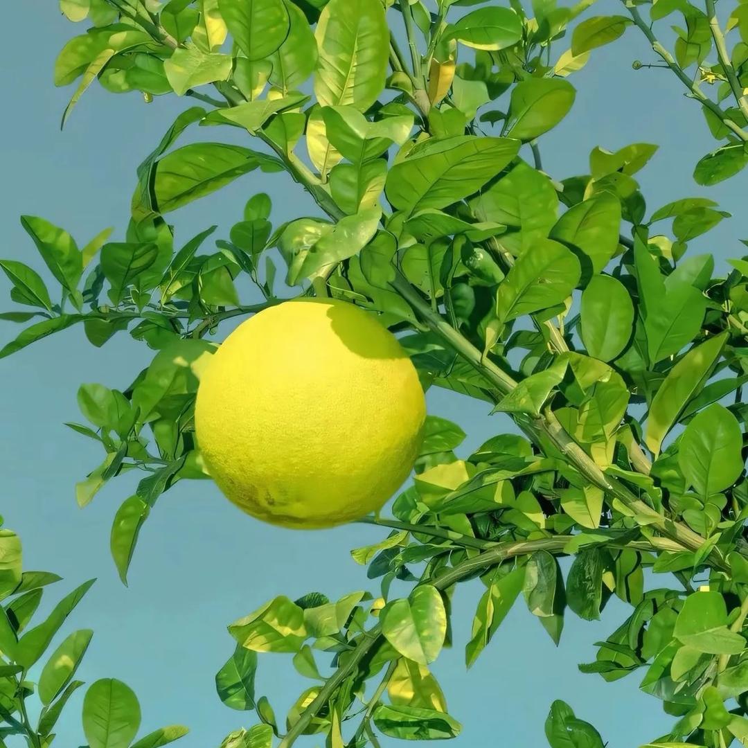 嗨！程知夏