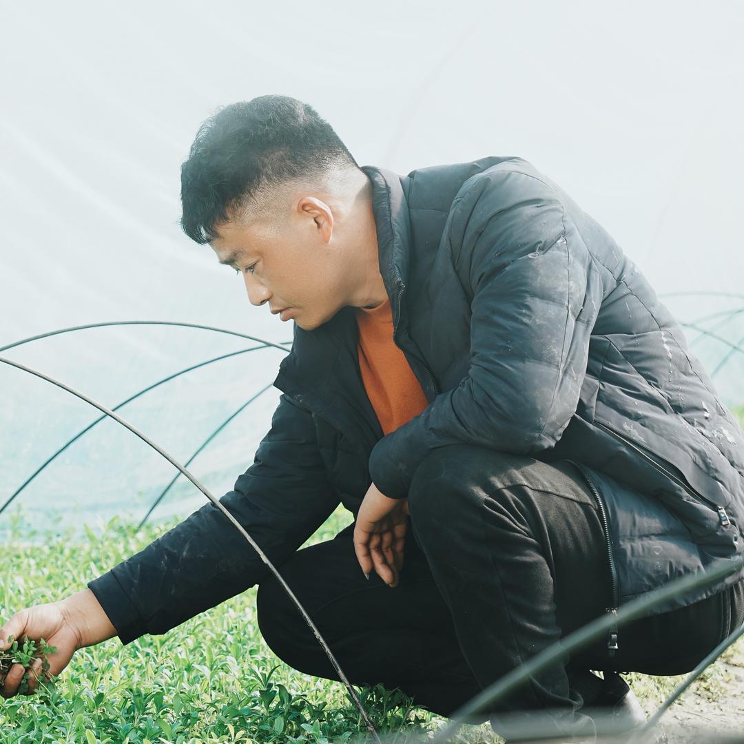 甜叶菊（维全）