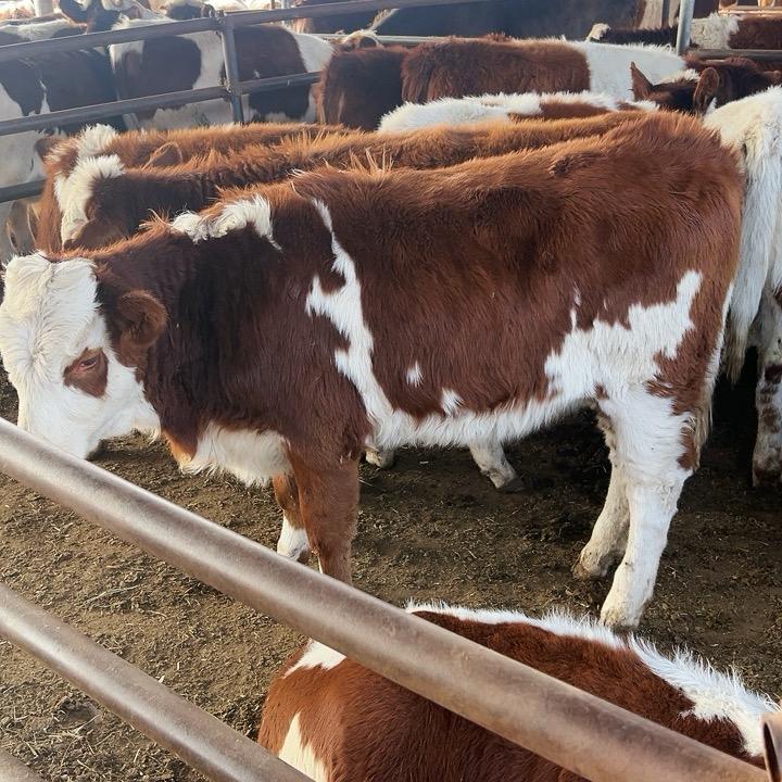 农村养牛人刘哥